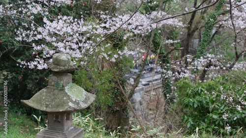 石塔としだれ桜