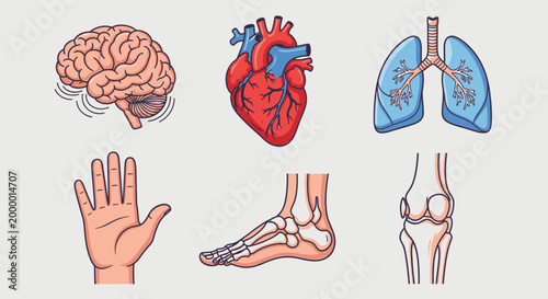 Illustrated anatomical parts brain heart lungs hand foot and knee