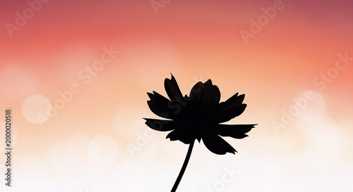Silhouette of a Cosmos Flower Against a Vibrant Sunset Sky