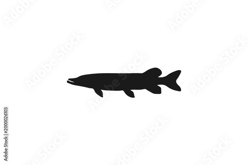 Predatory pike fish silhouette icon on white background