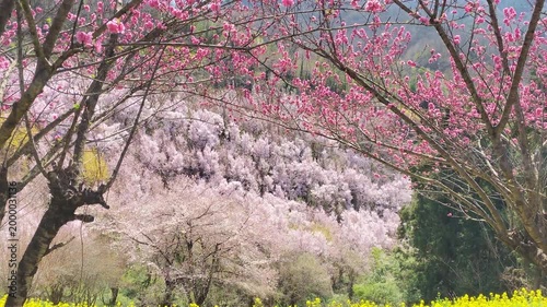 生花の里の千本桜と菜の花と梅の花