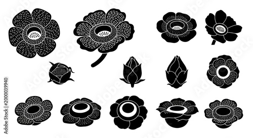 Rafflesia Giant Flower Vector Illustration | Exotic Tropical Botanical Artwork | Rare Jungle Flower Design