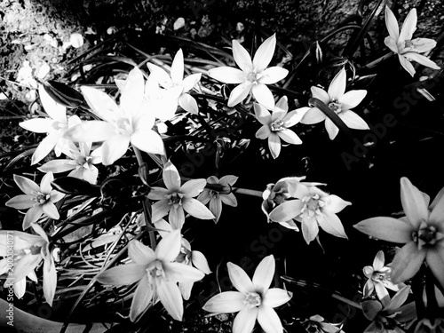 Billede på lærred Cluster of white star-shaped flowers in black and white