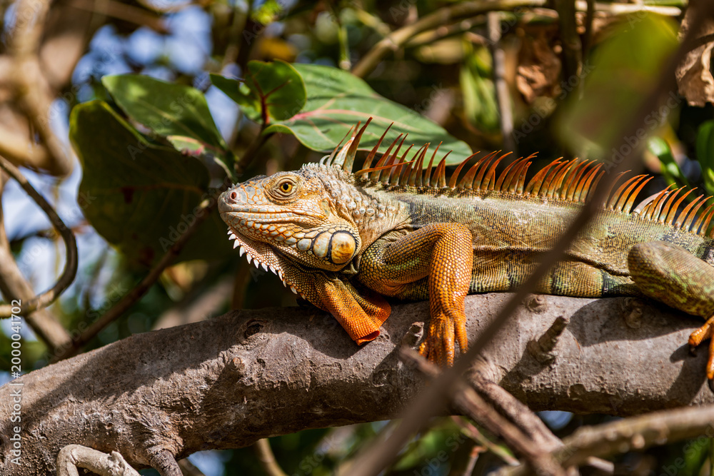 Fototapeta premium American iguana herbivorous lizard. Exotic iguana reptile. Exotic pet. Wildlife fauna. Large iguana tail. Nature beauty. Reptile animal in nature. Wildlife zoo jungle. Iguana lizard tropical jungle