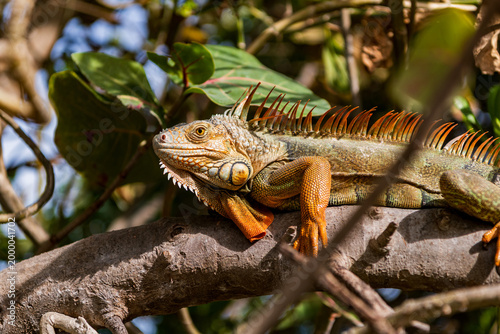 American iguana herbivorous lizard. Exotic iguana reptile. Exotic pet. Wildlife fauna. Large iguana tail. Nature beauty. Reptile animal in nature. Wildlife zoo jungle. Iguana lizard tropical jungle