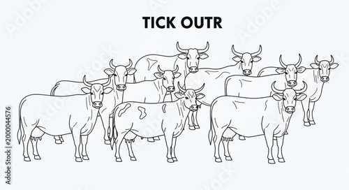 Herd of Zebu Cattle Standing Together in a Line.