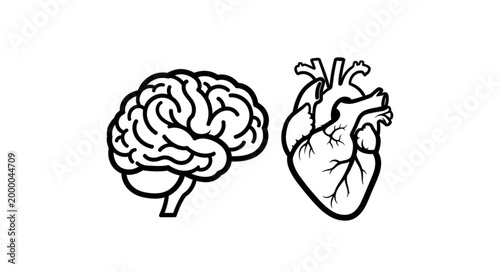 Human Brain and Heart Anatomy Illustration.