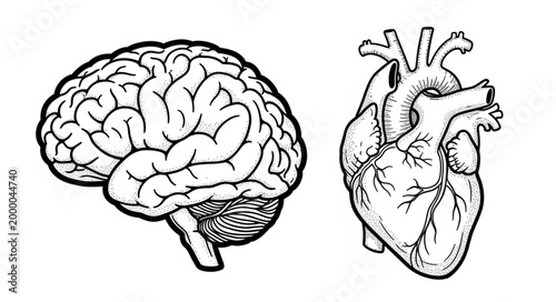 Human Brain and Heart Anatomy Illustration.