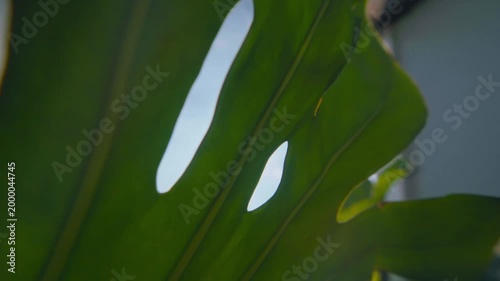 A slow-motion close-up shot of a monstera leaf with sunlight shining through its distinctive holes, creating a beautiful natural pattern. B-roll nature