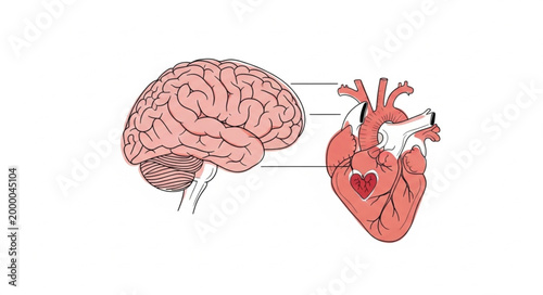 Human Brain Connected To Human Heart Medical Illustration.