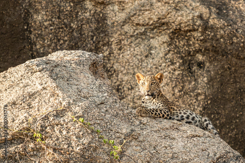 фотографія Silent watcher on the rocks.