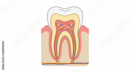 Human tooth anatomy cross section with enamel dentin and pulp layers
