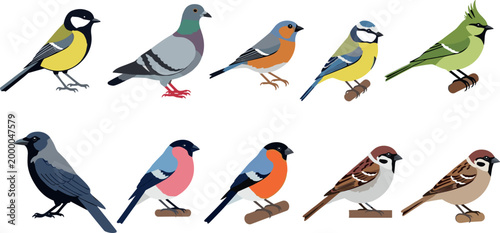 Illustrations of Different Bird Species Including Tit, Pigeon, Finch, and Sparrow for Nature, Wildlife, and Animal Design Projects
