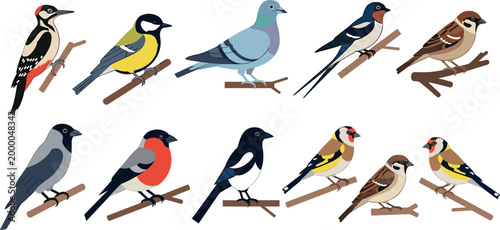 Illustrations of Various Birds Including Woodpecker, Tit, Finch, and Pigeon on Branches for Wildlife, Nature, and Animal Design Projects
