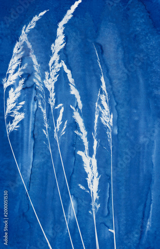 Photos Flowering grass composition made in cyanotype technique
