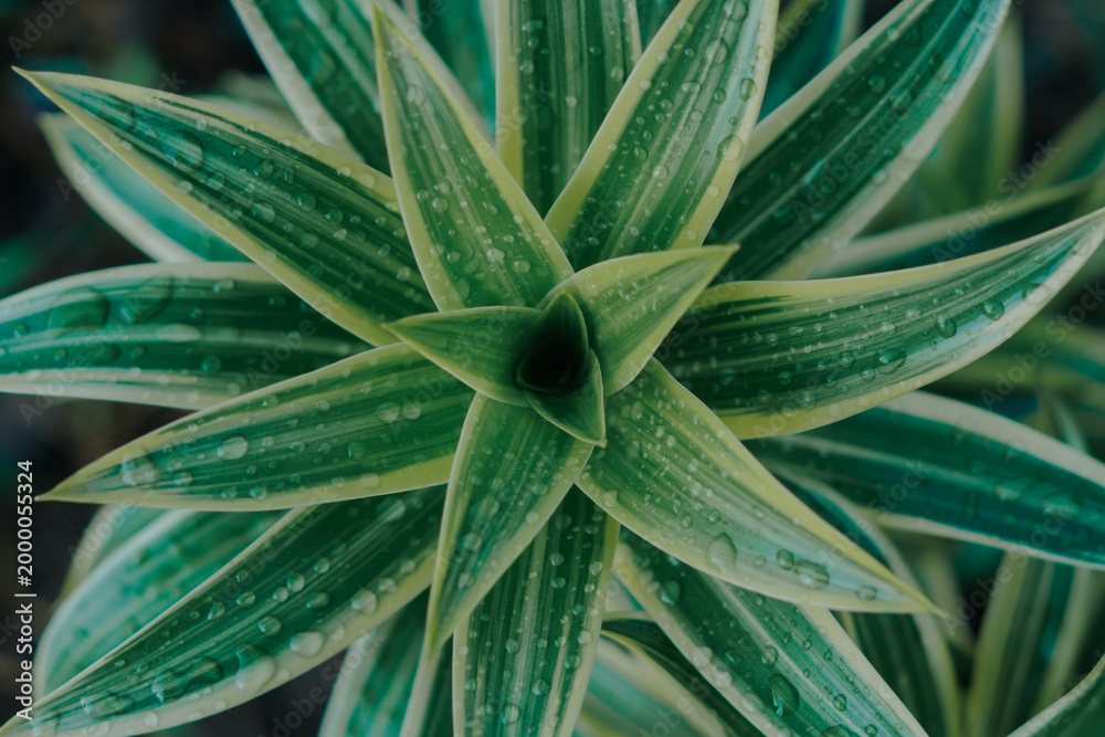 Obraz premium This stunning top-down photo showcases the natural symmetry of the Dracaena reflexa plant with its green and cream striped leaves adorned with raindrops.
