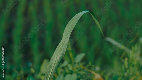 Quadro su tela A beautifully curved green blade of grass with dewdrops on its surface is the main subject in this fresh macro shot