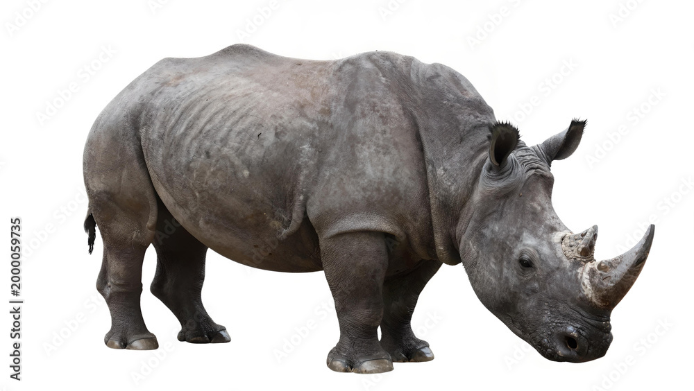Obraz premium Majestic Wild Rhino Profile View Isolated on White Background