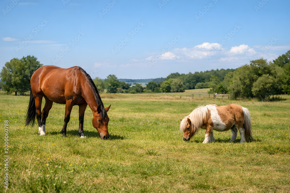 Obraz premium Horse grazing in meadow next to a small pony in natural pasture setting