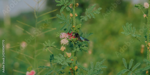 Quadro em tela A large purplish black carpenter bee was seen perched on the pink flower of a shrub with small pinnate leaves