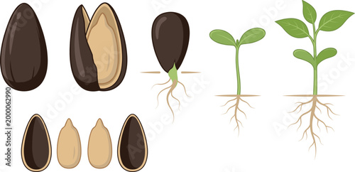 Seed Germination Stages Vector Illustration with Sprouting Plant Growth, Root Development and Botanical Life Cycle Elements for Agriculture and Education Design