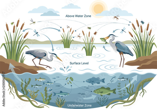 Wetland Ecosystem Illustration with Above Water, Surface and Underwater Zones Showing Birds, Fish, Plants and Aquatic Life Cycle Diagram for Educational Design