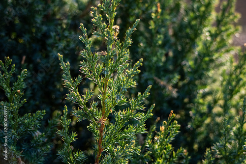 Slika na platnu Sunlit sprig of evergreen juniper shows dense needle clusters and fresh green to
