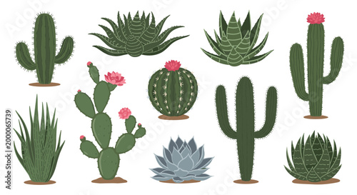 detailed variety of different cacti and succulent plants in many shapes and sizes is shown with some blooming pink flowers.