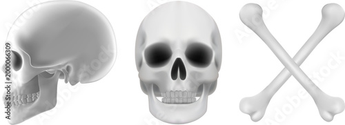 Tableau sur toile 3D vector illustration  human skull from front and side perspectives accompanied