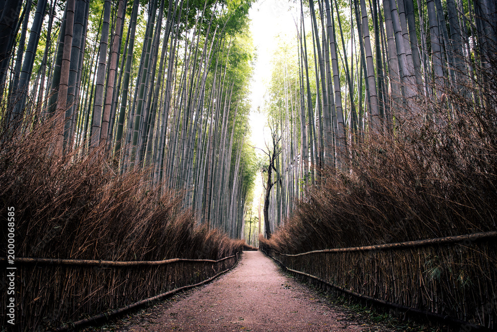 Fototapeta premium Beautiful Arashiyama Bamboo Forest in Kyoto, Japan