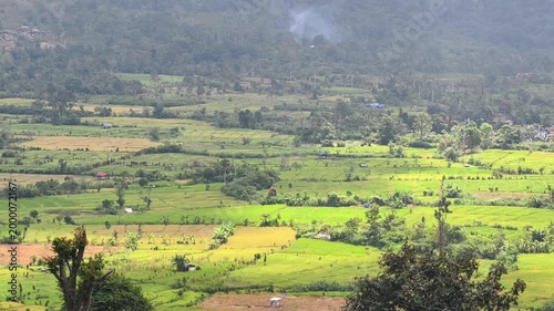 Scenic View of Green Rice Fields in Rural Valley with Mountain Backdrop