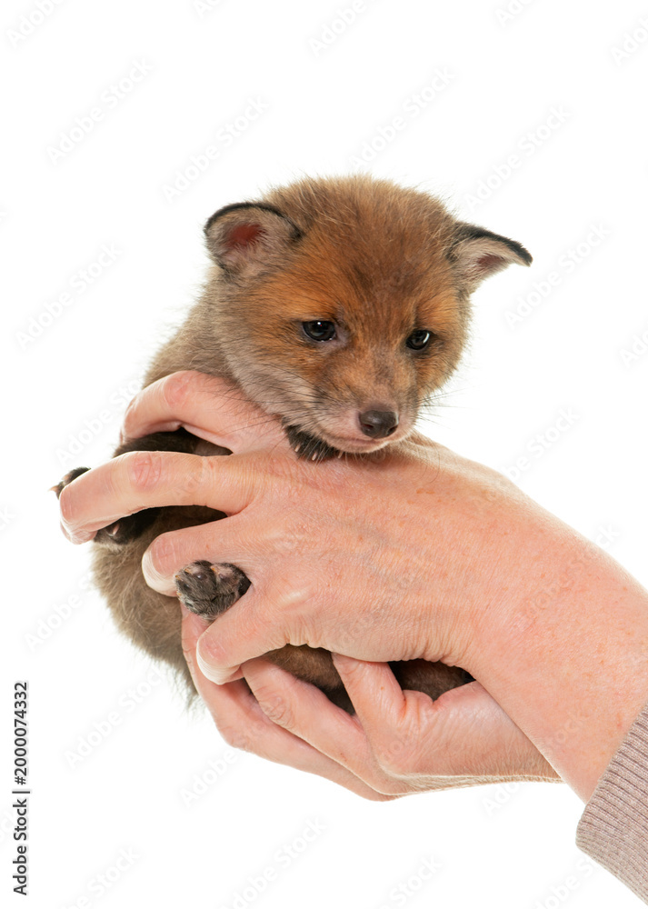 Obraz premium sleeping fox cub
