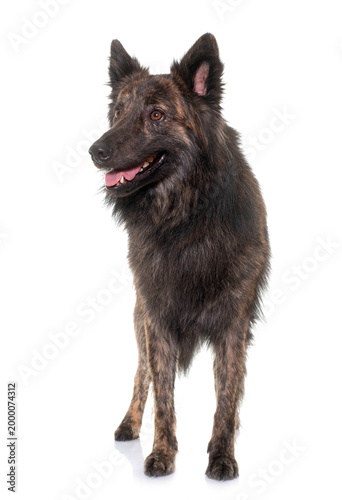 Obraz na płótnie Dutch Long haired shepherd