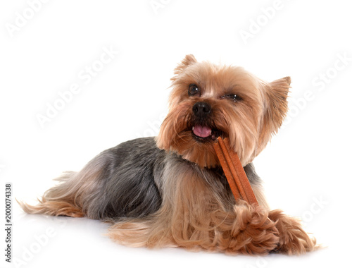 Fotografi yorkshire terrier gnawing a bone