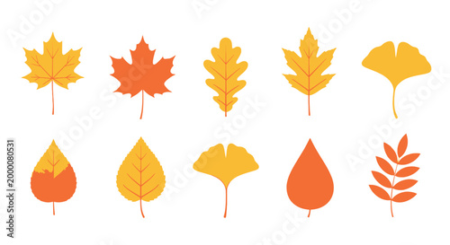 Beautiful assortment of autumn leaves in various shapes displaying the warm colors of fall