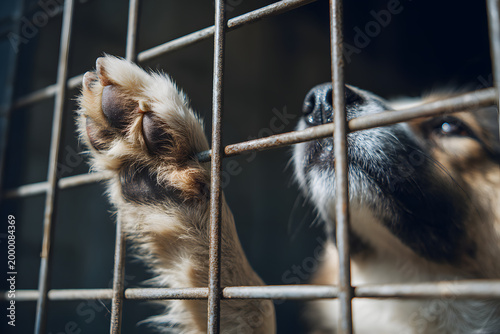 Sad Dog Behind Bars, Abandoned Shelter Dog Rescue and Adoption Concept