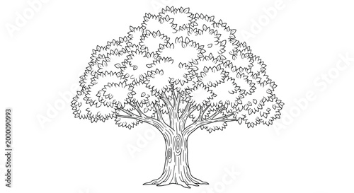 Majestic deciduous tree with a thick trunk and a full leafy canopy is rendered as a detailed black and white line drawing.