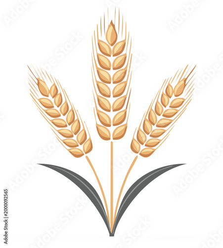 Stylized illustration of wheat, cereal crop design