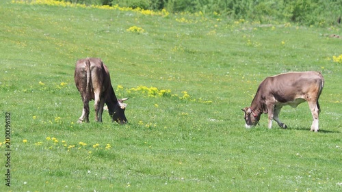 Cows grazing on green meadow in early summer with bell sound, rural pastoral scene