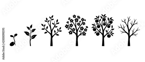 Tree growth stages silhouette icon set, plant life cycle from seed to blossom and fruit bearing tree, black isolated vector illustration on white background, development process and nature growth conc