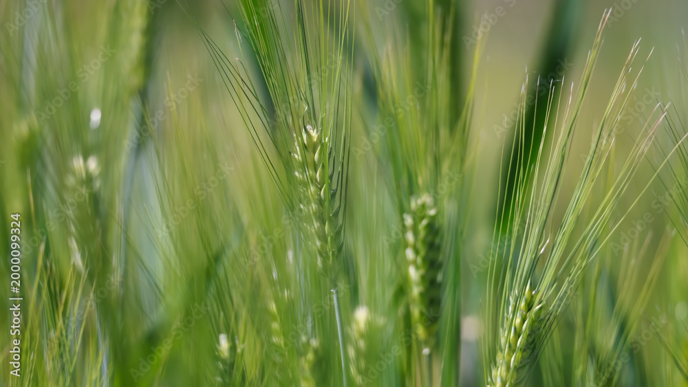 Fototapeta premium Green unripe barley growing in agricultural field