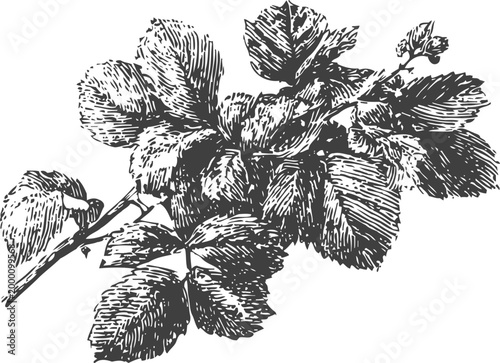 Detailed black and white illustration of a hazel branch with textured leaves and buds