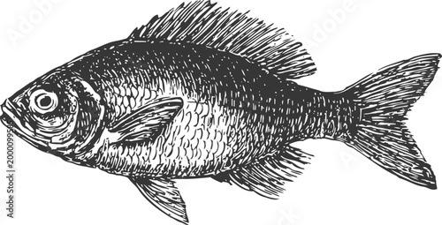 Detailed vintage black and white drawing of a fish with scales and fins illustration for marine life study