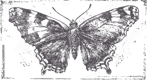 Detailed vintage butterfly illustration with open wings in black and white engraving