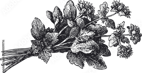 Herbal botanical illustration of fresh leafy parsley bunch with stems and flowers