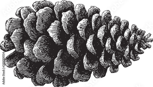 Detailed black and white illustration of a pine cone isolated on white background with intricate texture and natural shape