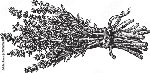 bunch of fresh thyme herb tied with string culinary seasoning plant with detailed leaves and stems