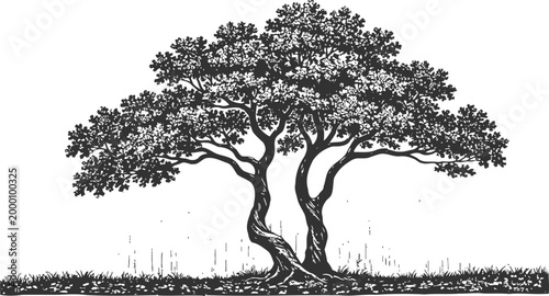 Silhouetted oak tree with spreading branches, detailed leaves and textured bark, natural landscape design