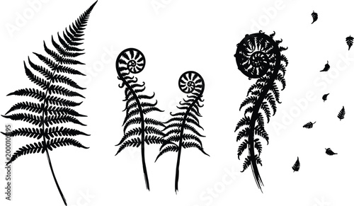 Black fern leaf illustrations, vector ferns, botanical icons, plant silhouettes