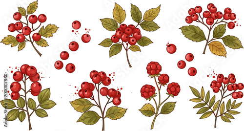 Red Berry Botanical Set with Rowan Raspberry Branches Leaves Autumn Forest Fruit Illustration Collection Design Elements Vector
